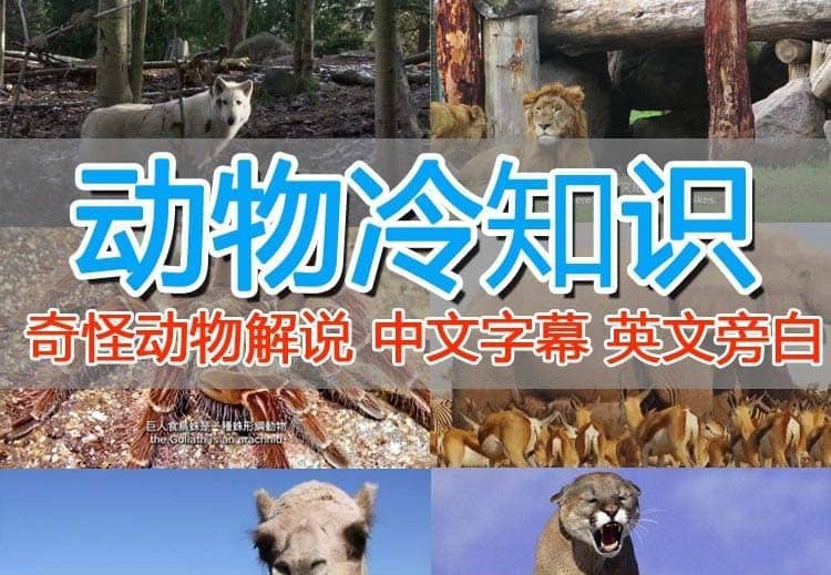 外面卖1699的国外纪录片解说（动物解说、美食、动画片）稳过中视频-创盟网
